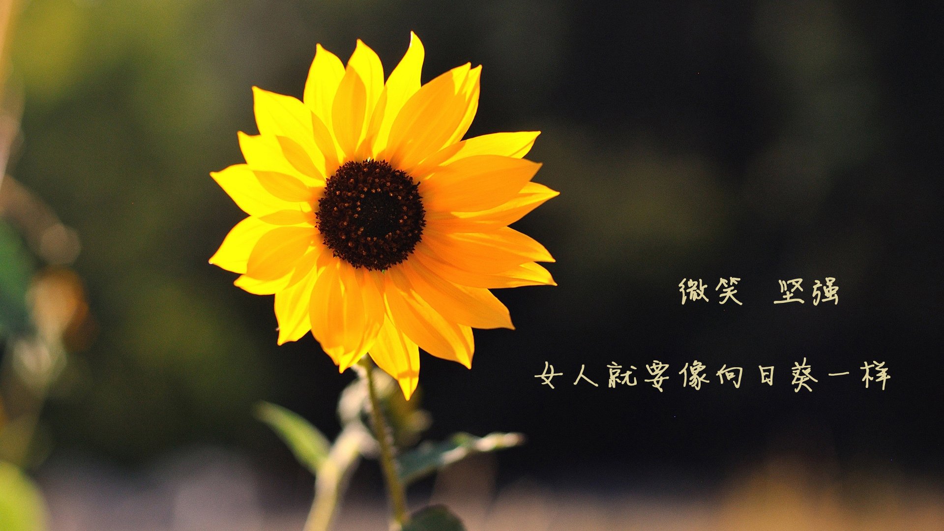 中国香港队未来目标：成为亚洲乒乓强国，逐步冲击世界乒乓巅峰